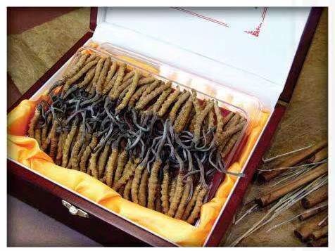 调兵山冬虫夏草回收